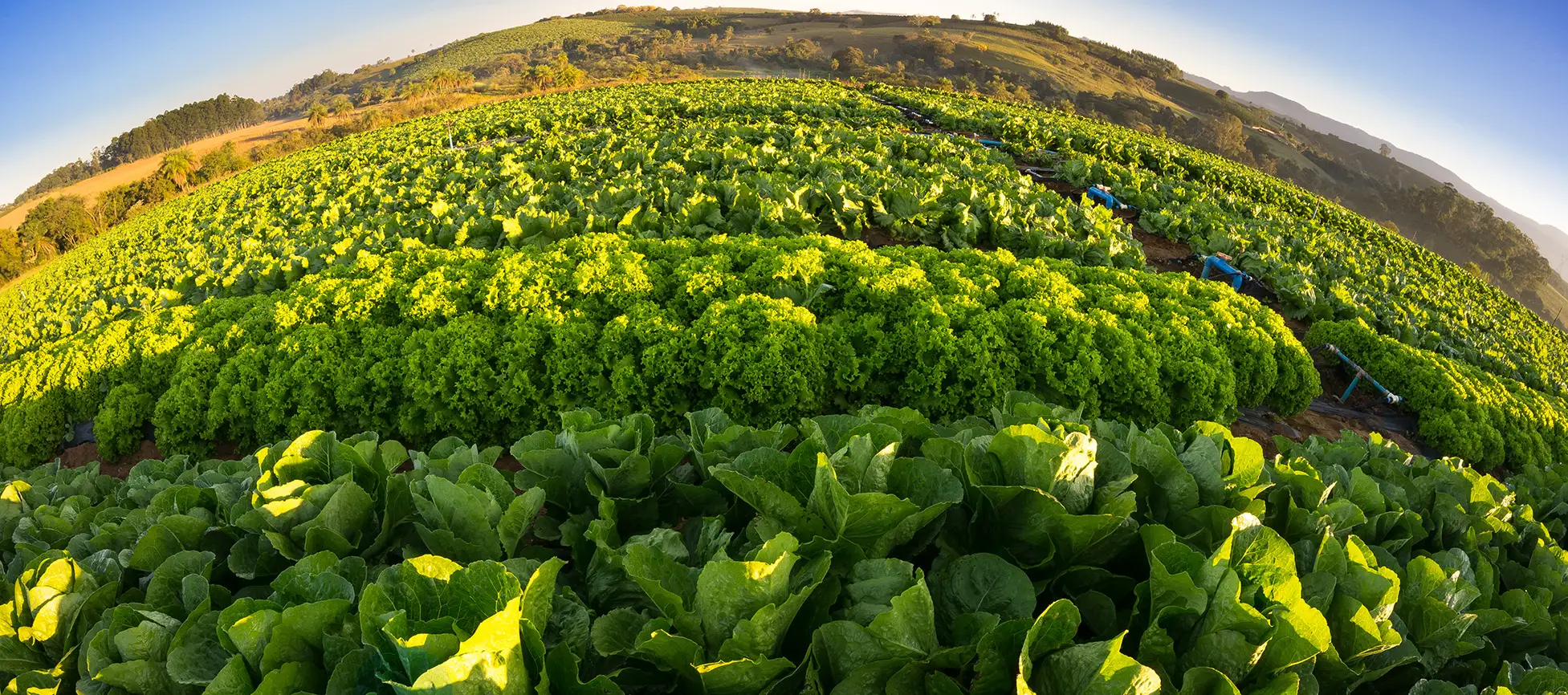 Plantação de alface em campo aberto cultivada pela La Vita