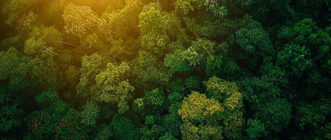 Área de vegetação preservada representando sustentabilidade La Vita