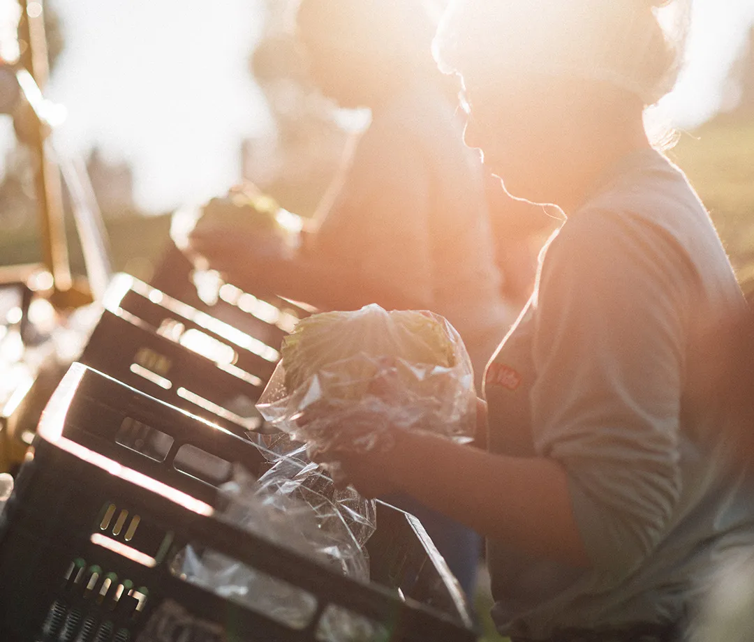 Colaboradora embalando hortaliça fresca após colheita na La Vita