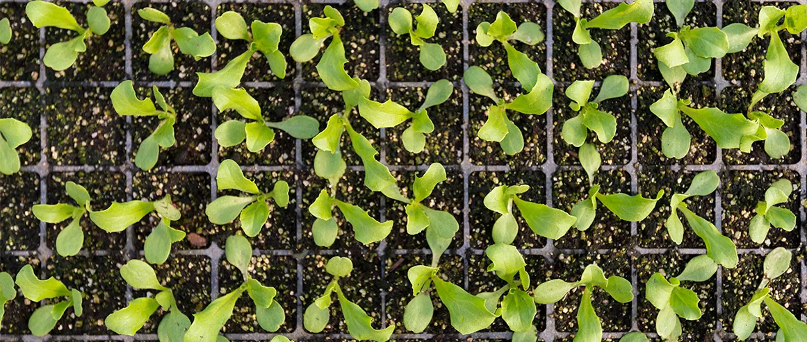 Mudas de alface em bandejas de germinação na produção La Vita