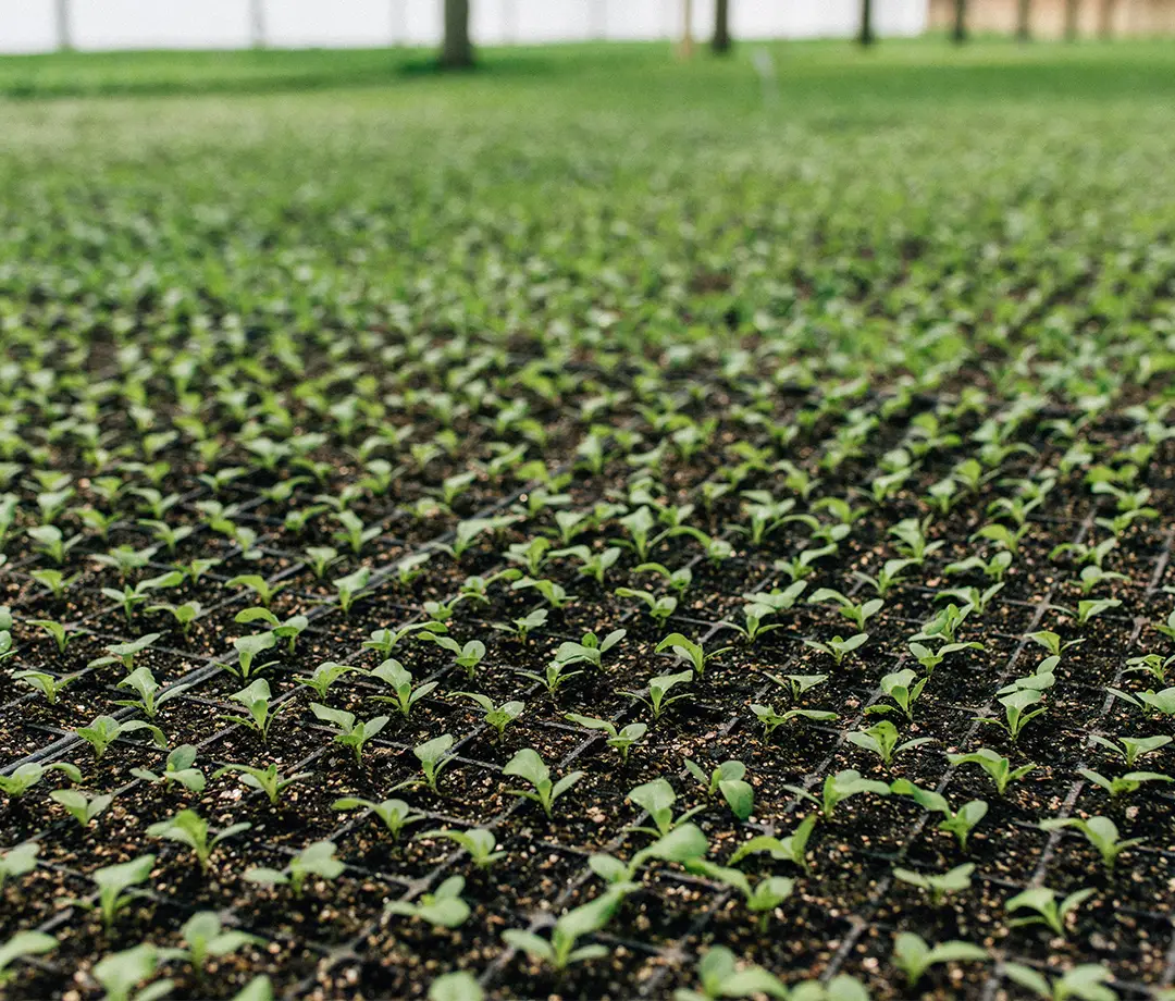 Viveiro com mudas de hortaliças em produção La Vita