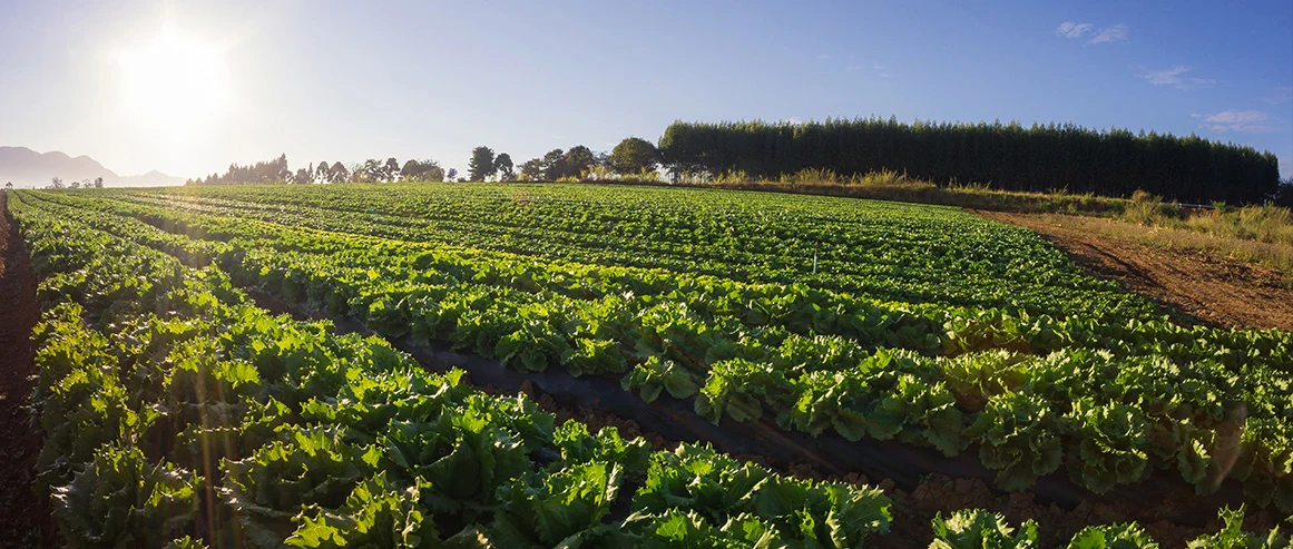 Campo de cultivo de hortaliças da La Vita