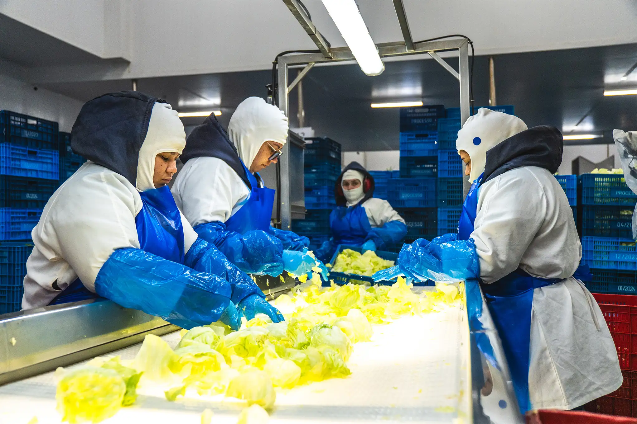 Equipe da La Vita realizando seleção manual de folhas verdes em ambiente industrial controlado.