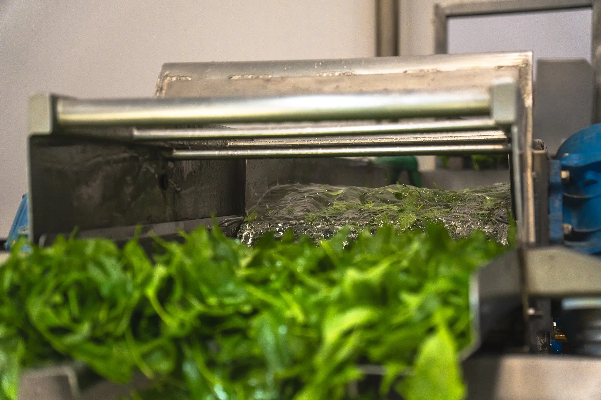 Folhas verdes sendo higienizadas em equipamento industrial durante o processo de produção da La Vita.